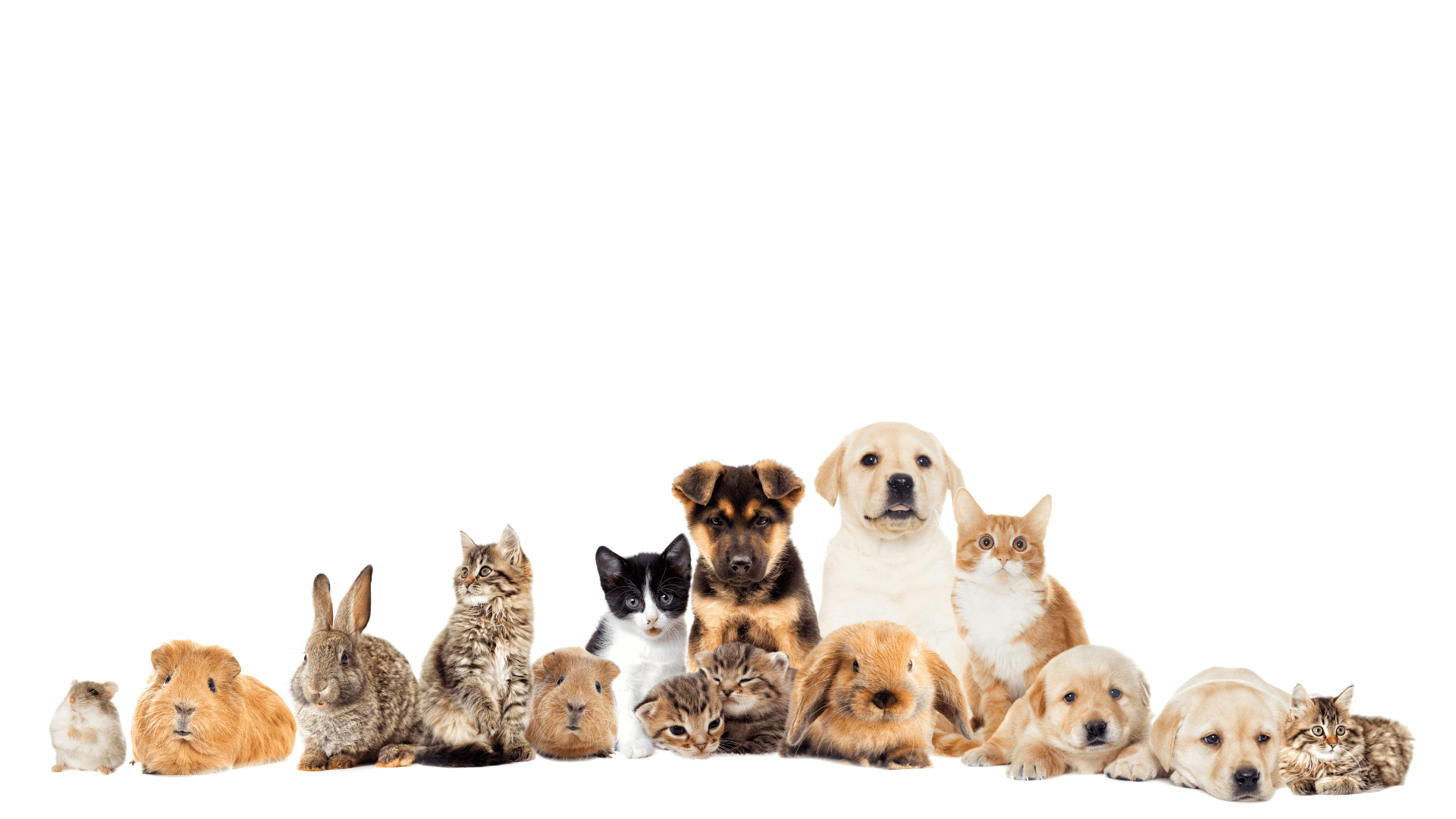 Happy pets with trusted sitters — WinniePaws