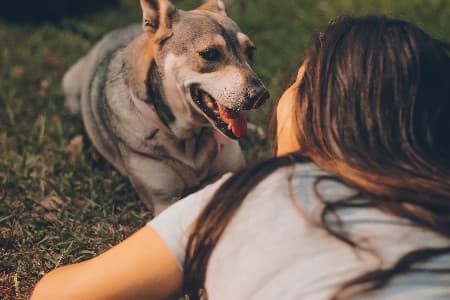Pet sitter caring for a dog
