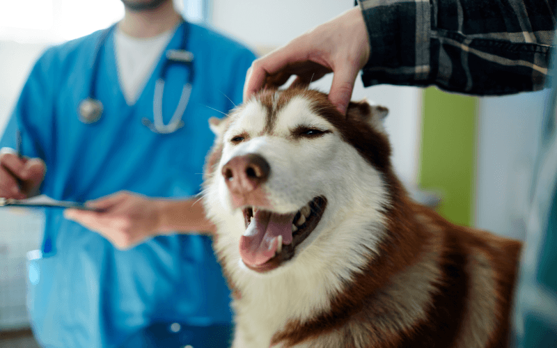 Common Health Issues in Pets and How to Prevent Them