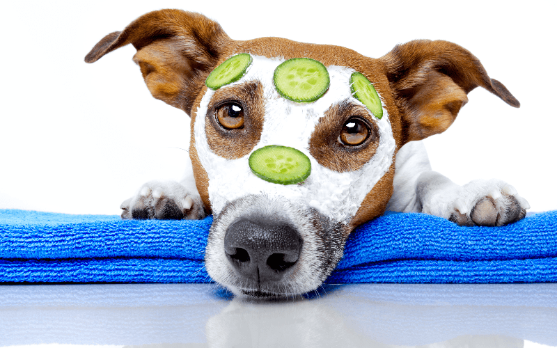 The Benefits of Regular Grooming for Your Pet