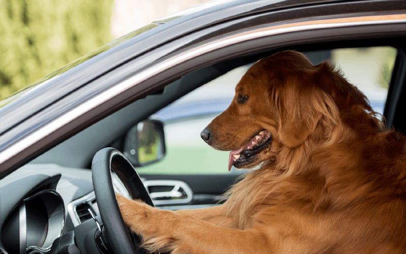 Traveling with Pets: Tips for a Smooth Journey