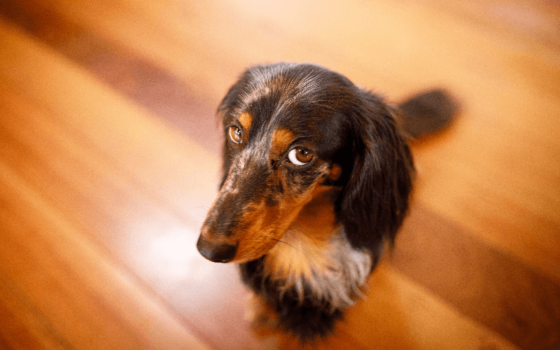 Understanding Pet Behavior: Why Do They Do That?