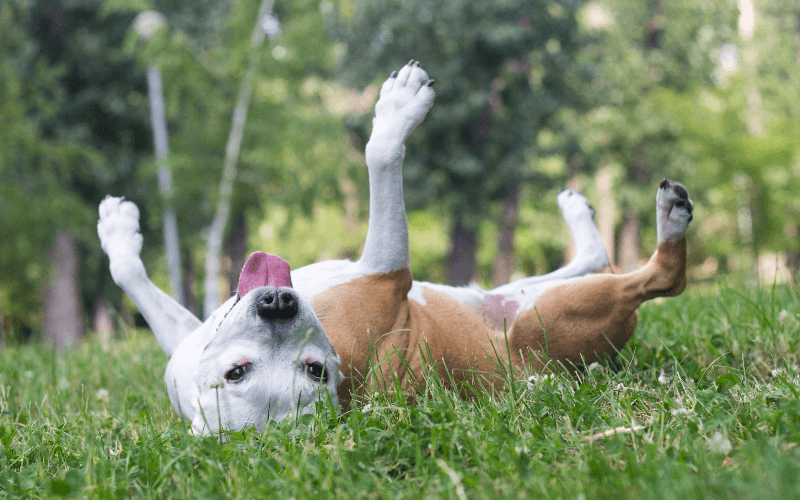 How to keep your pets insect free during the summer