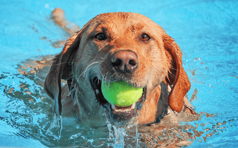 The Benefits of Regular Exercise for Pets