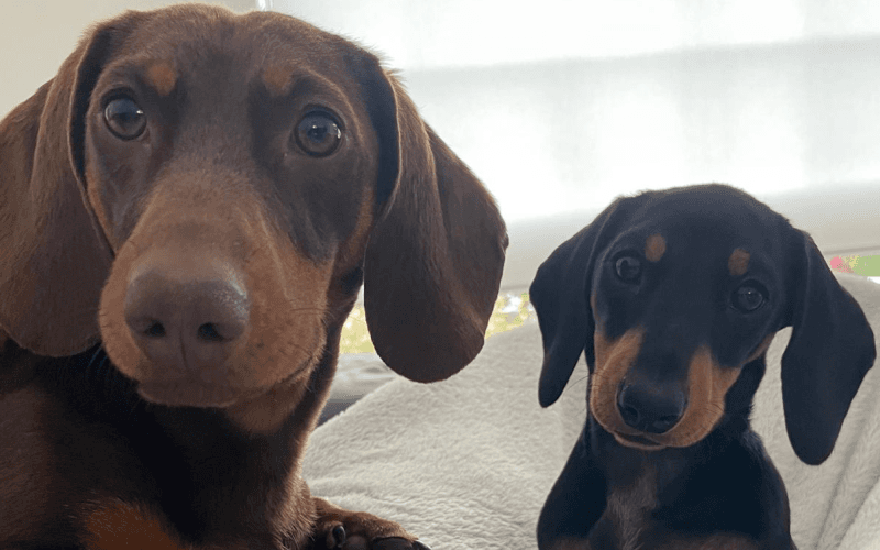 What Information does my Pet Sitter need?