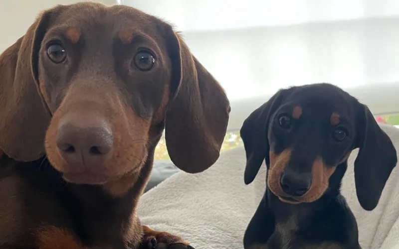 Two dachshunds side by side on a blanket, looking at the camera