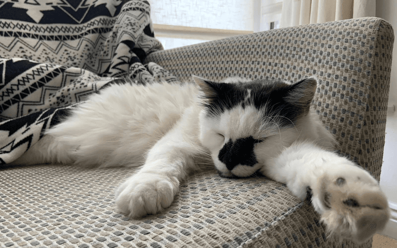 Keeping Your Pet Safe During Fireworks