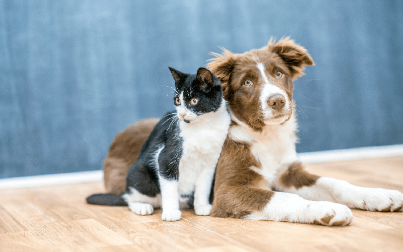 How to Create a Pet-Friendly Home?
