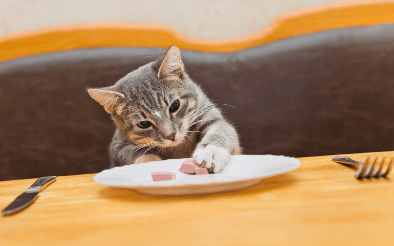 Handy Nutrition Tips for Your Cat
