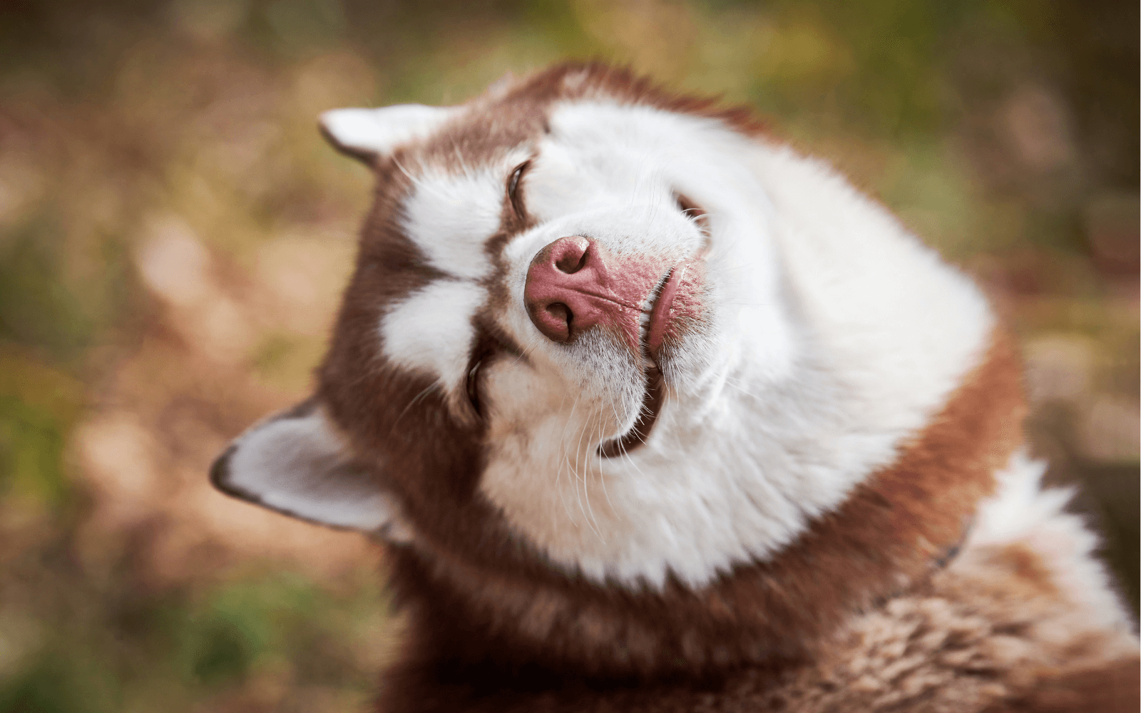 Understanding Your Dog's Body Language