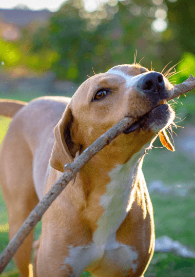 Dog Walking