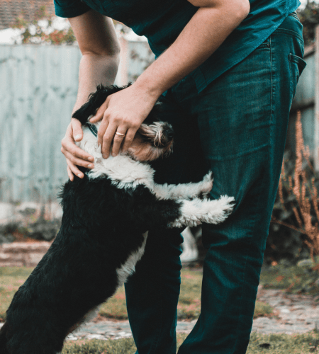 A WinniePaws sitter on a drop-in visit with a pet