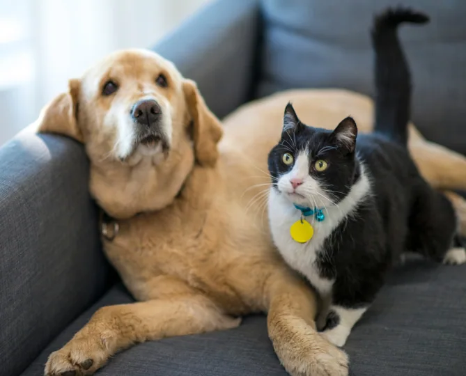 A labrador and a tuxedo cat lounging together on a grey sofa